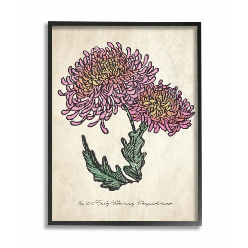 «Botanical Chrysanthemum Flower Pink Yellow», impression, H 11 po x l 14 po x P 1,5 po, Giclée encadrée noir minuit