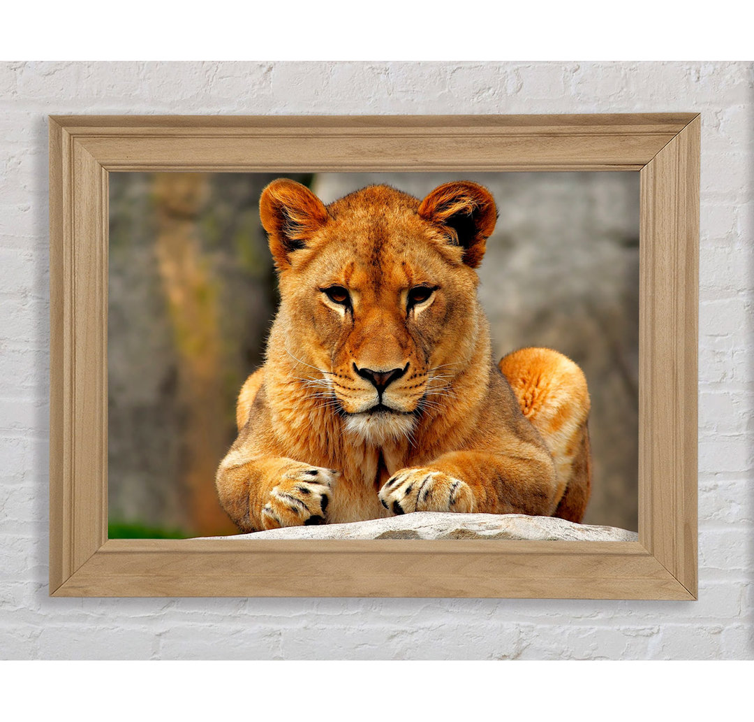 Lioness Watch - Bilderrahmen Kunstdrucke