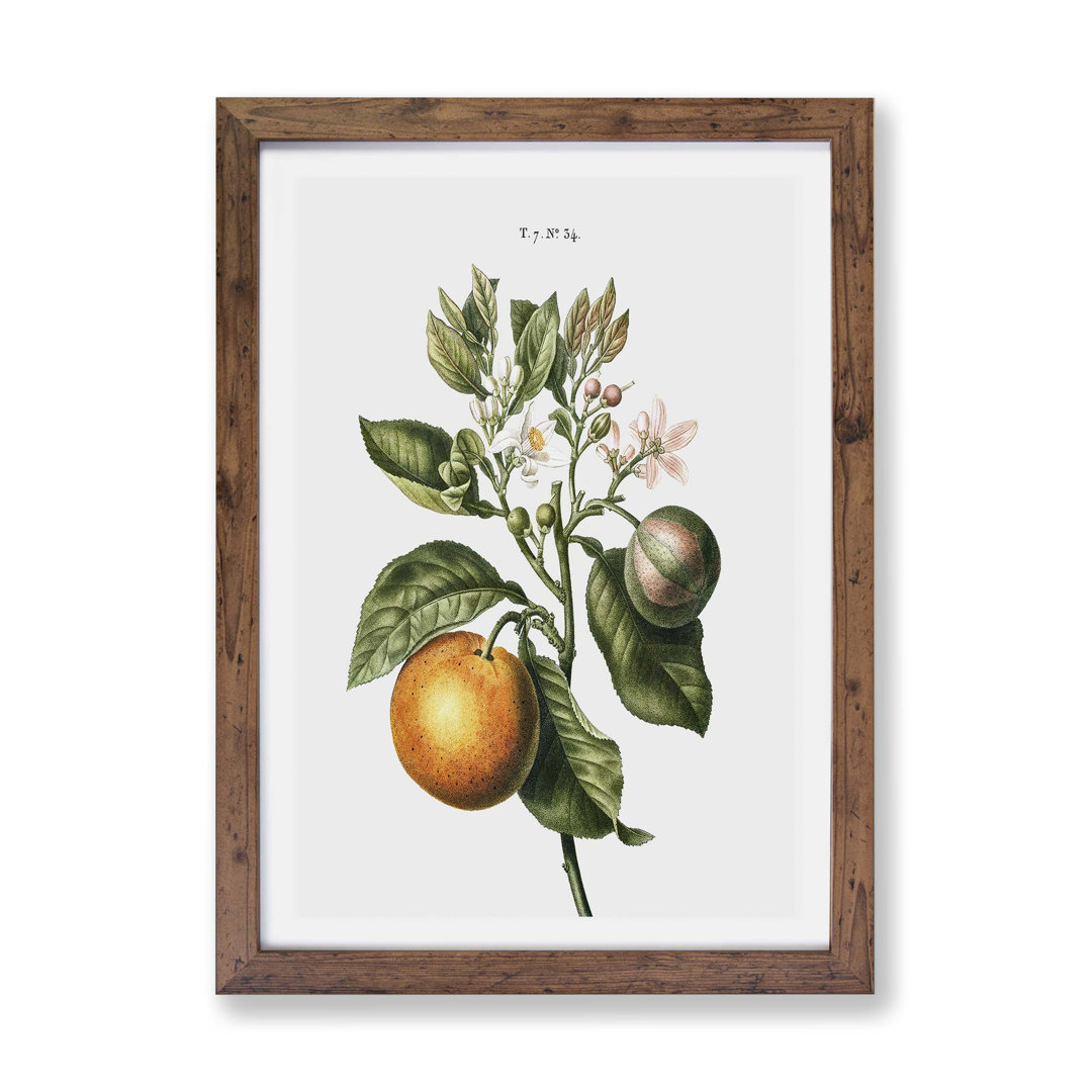 Bitter Orange Tree with Flowers - Framed Print