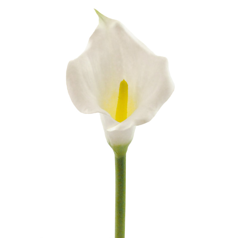 Fleur de lily artificielle cala