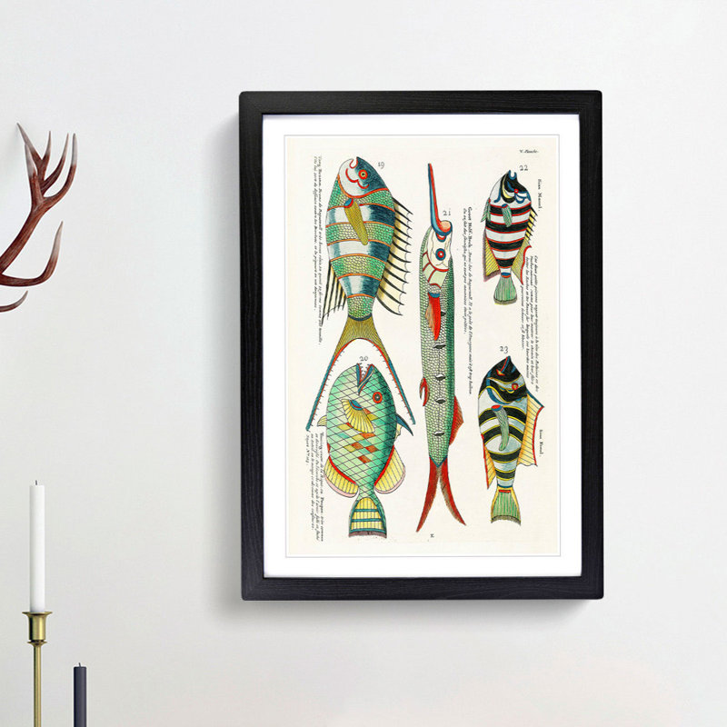 East Indies Fish Illustrations V by Louis Renard - Picture Frame Graphic Art Print, 36cm H x 27cm W x 2cm D, Black Framed