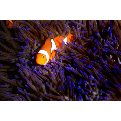 Good Morning Nemo by Mrbfaust
