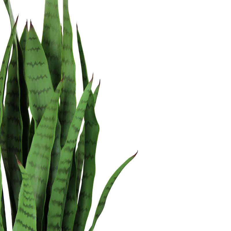 Plantes vertes 3 '