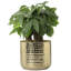 Handmade Metal Pot Planter