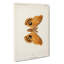 Polyphemus Moth by S.F. Denton - Wrapped Canvas-55322739