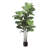 Plante de 70 po 