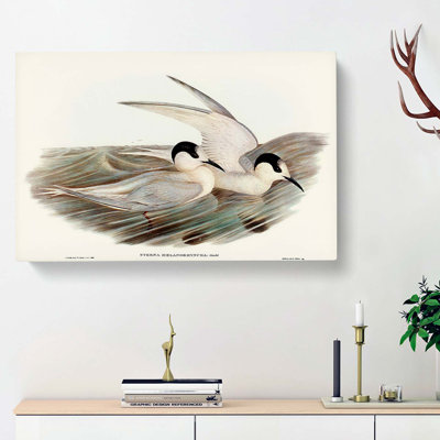 Black-Billed Terns by Elizabeth Gould - Wrapped Canvas Painting