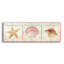 «Sea Shells E» par Jean Plout, art mural en verre acrylique, 48 po x 16 po-77386009