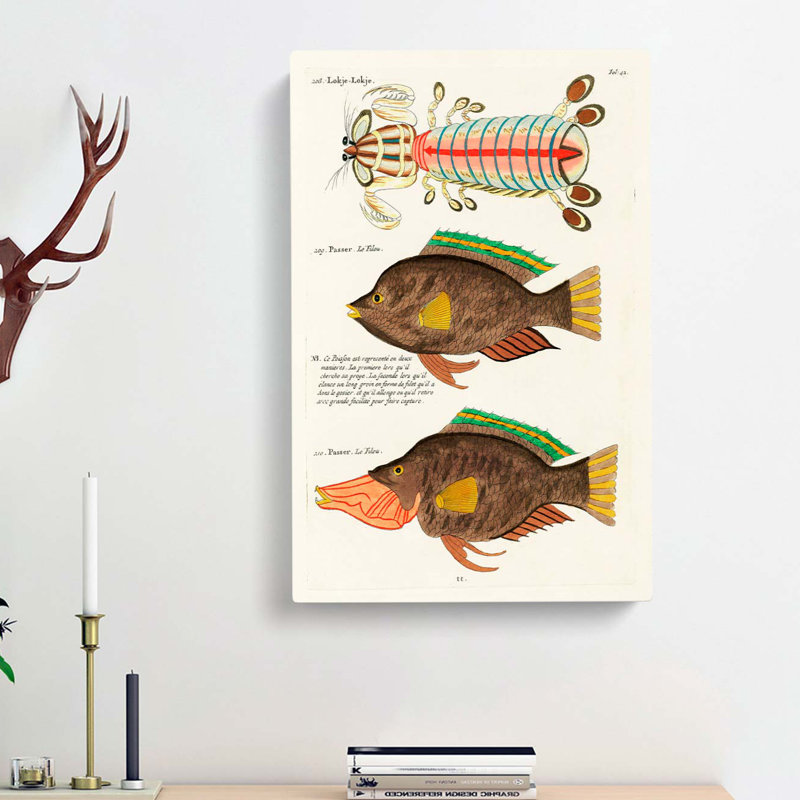 East Indies Fish Illustrations Fol. 42 by Louis Renard - Wrapped Canvas, 50cm H x 35cm W x 3cm D