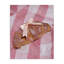 Glam Ribbon Croissant Canvas, conception par Lish Creative-130635286