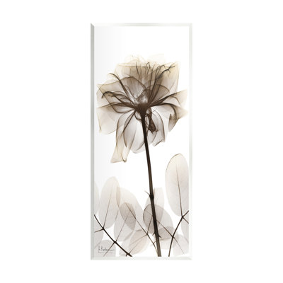 «Blooming Opaque Flower» par Albert Koetsier sur