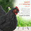 Chicken Animals Garden Statue-95852216