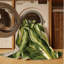  Tapis lavable Endive Cichorium endivia-1690025664