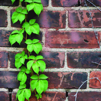 " Vines On Brick "
