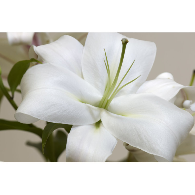 " White Lily " by Prensis, 8" H x 12" W  