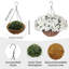 52cm Plant