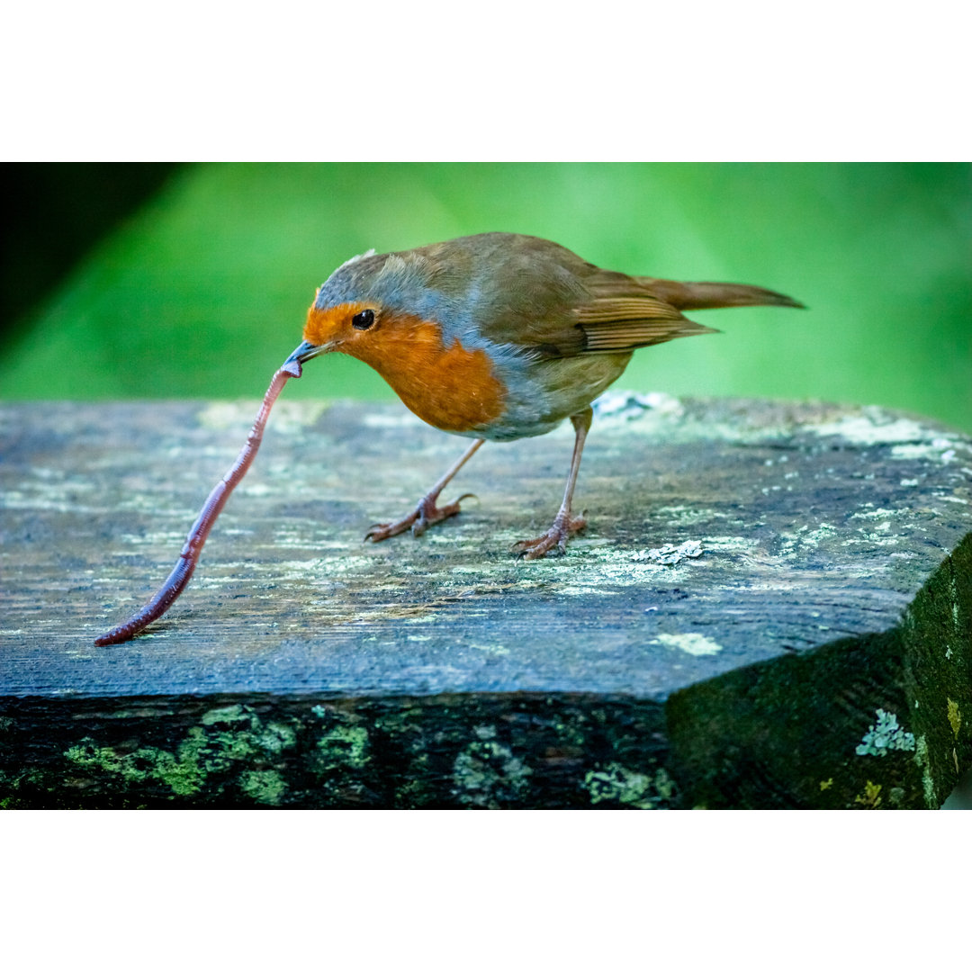 Robin, der einen Regenwurm aufhebt von Tirc - Leinwandbild