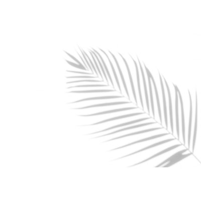 Abstract Background Of Shadows Palm Leaves On A White Wal by Lamyai - Wrapped Canvas Print