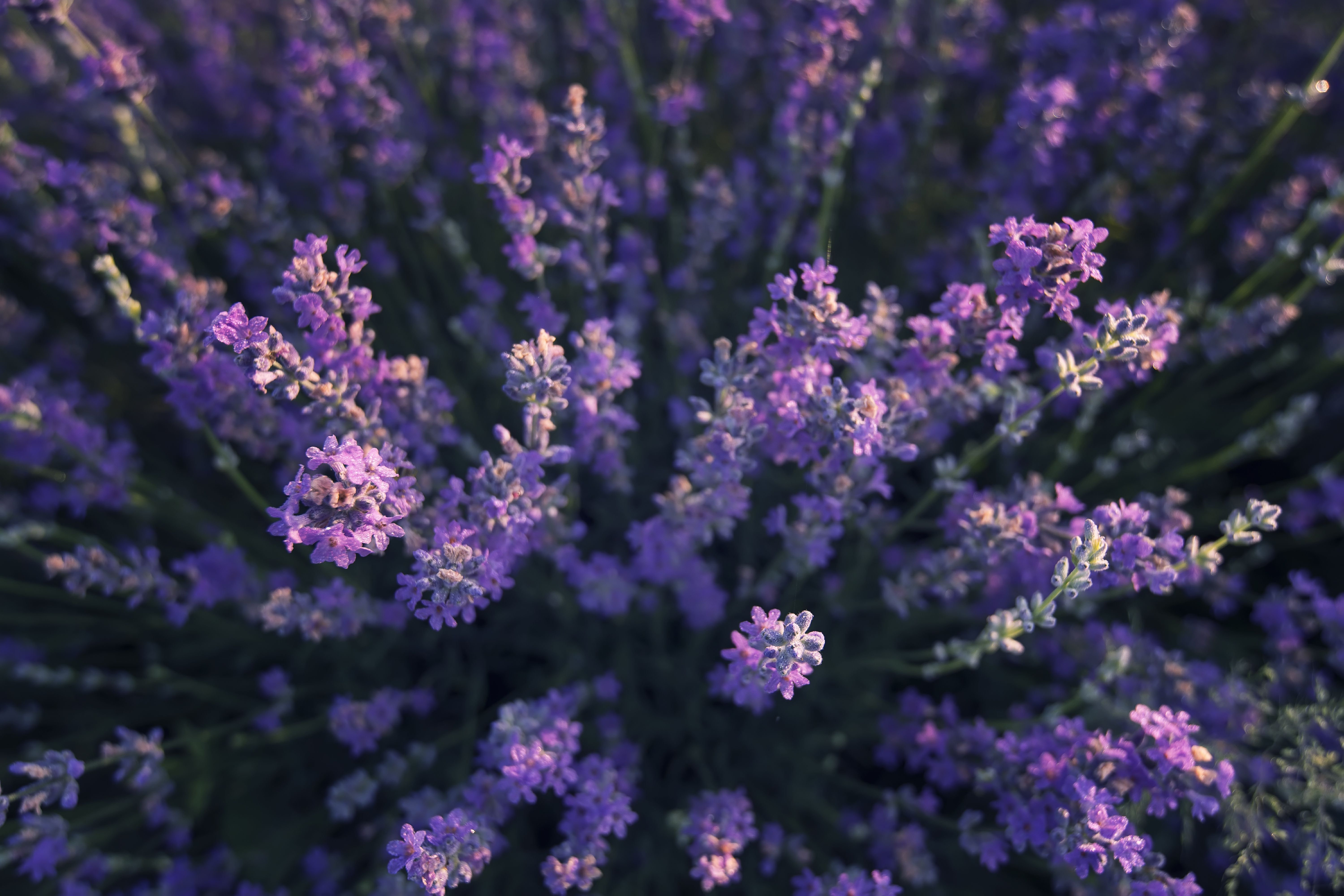 Ophelia & Co. Lavender Fields by - Wrapped Canvas Photograph | Wayfair