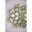 Plaque murale succulente D10x1,6 po