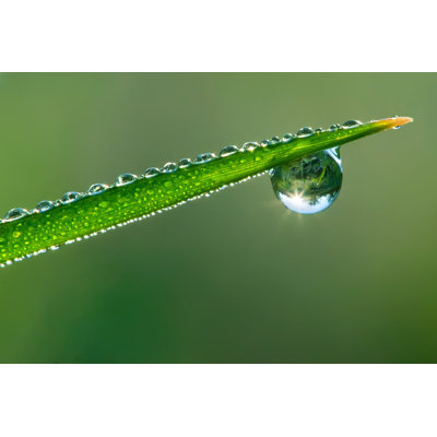 " Dewdrop "
