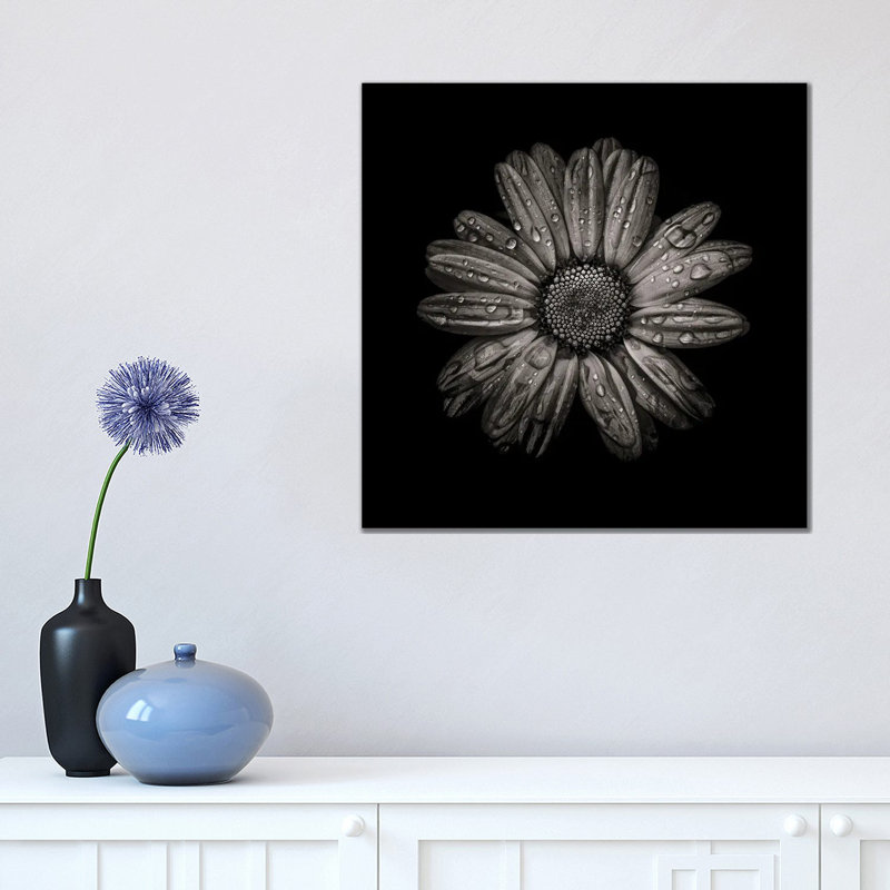 Black And White Daisy IV by Brian Carson - Wrapped Canvas Print, 45.72 cm H x 45.72 cm W x 1.91 cm D