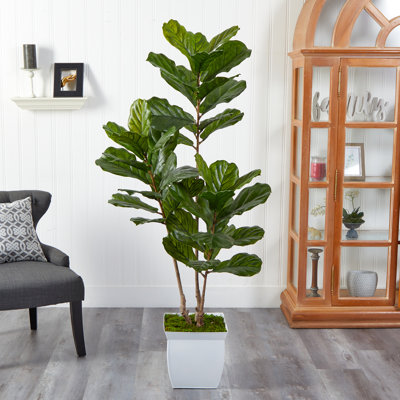 5.5Ft. Fiddle Leaf Artificial Tree In White Metal Planter UV Resistant (Indoor/Outdoor)