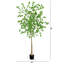 96 plantes