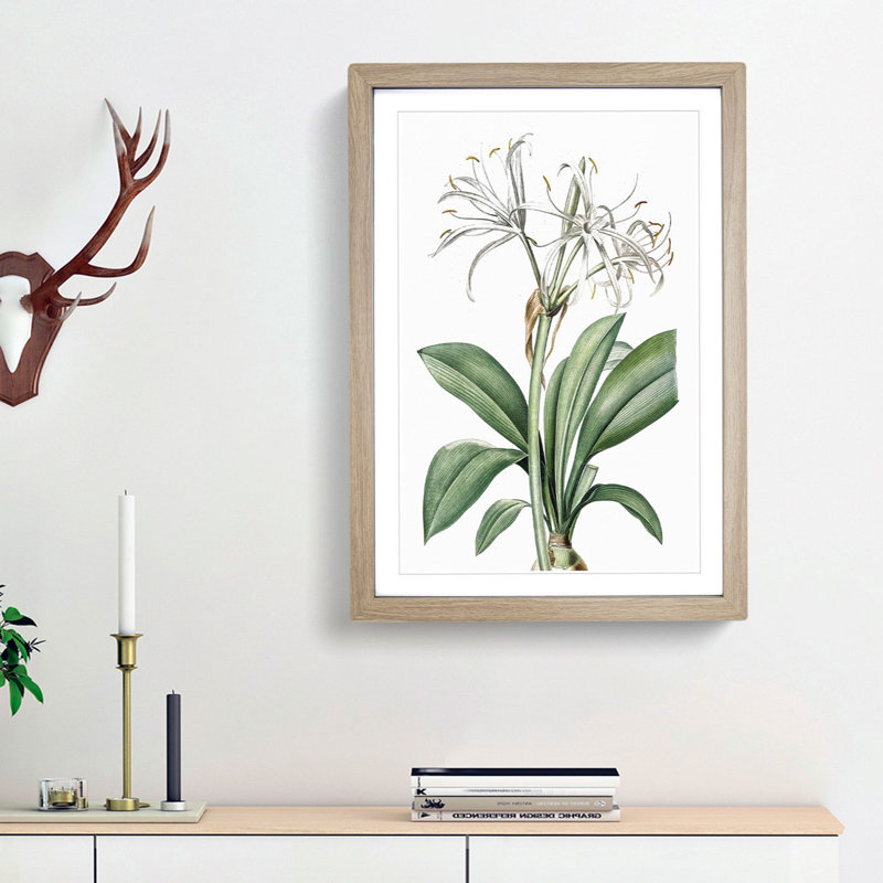 Spider Lily Flowers by Pierre-Joseph Redoute - Picture Frame Painting Print, Oak Framed, 36cm H x 27cm W x 2cm D