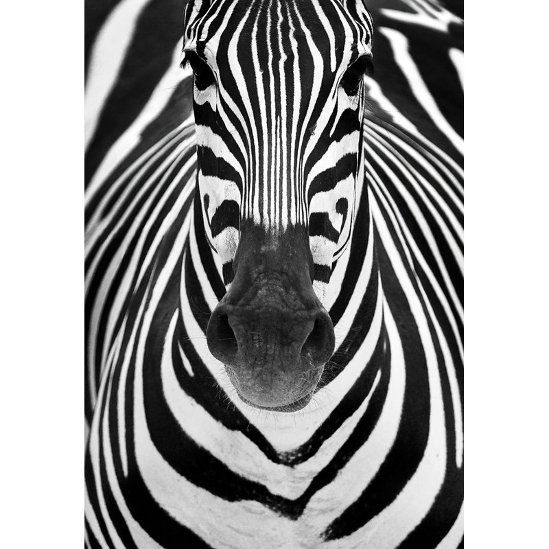 Wrapped Canvas Print, 50.8cm H x 76.2cm W