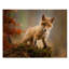 «Baby Fox» par Robert Adamec - reproduction de photo sur toile-2090003420