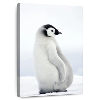 Brampt Adorable Baby Penguin