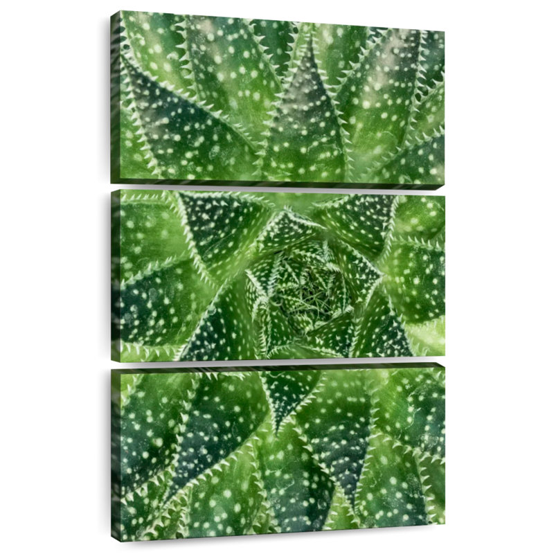 Plante grasse Harnek, H 38 po x l 24 po