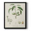 Toile encadrée de qualité supérieure antique avec amande botanique I - prête à être accrochée-2104528116-2104528117