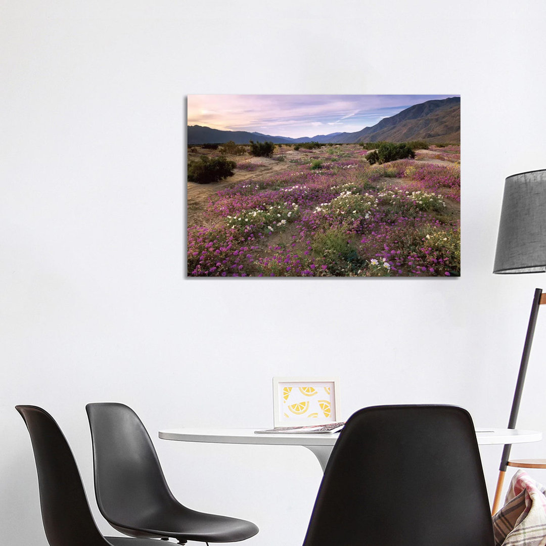 Sand Verbena And Primrose Blooming, Anza-Borrego Desert State Park, California von Tim Fitzharris - Gallery-Wrapped Canv...