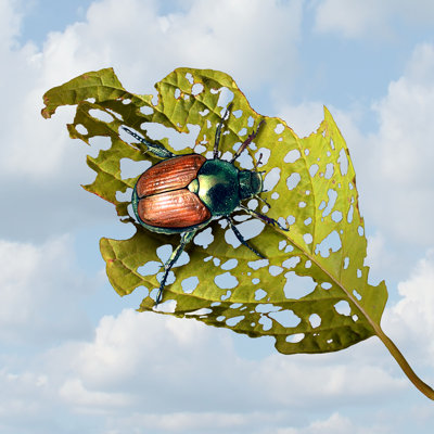 «Addolorato Japanese Beetle», photographie sur toile