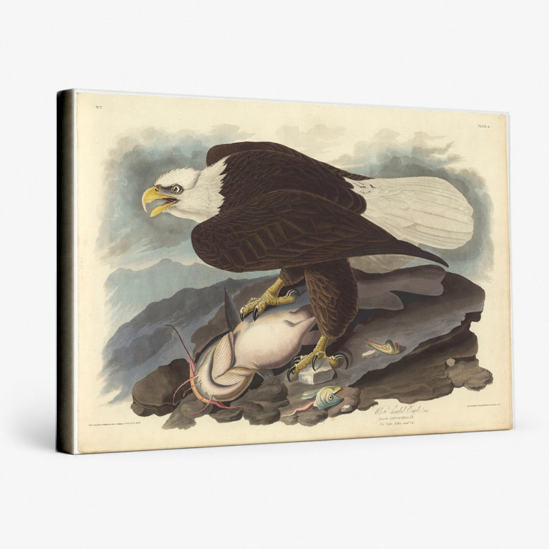 Aigle à tête blanche (planche 31) - art mural sur toile paysage, L 20 po x H 16 po