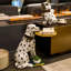 Articles de décoration modernes en résine pour chien-1158946962
