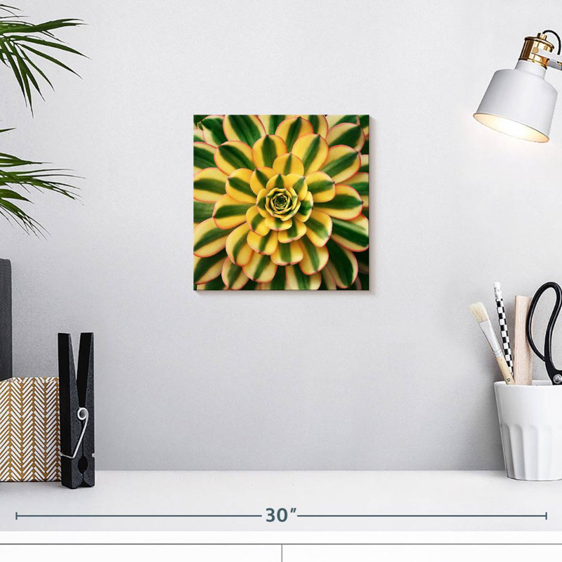 Harnek Striped Succulent, 10" H x 10" W