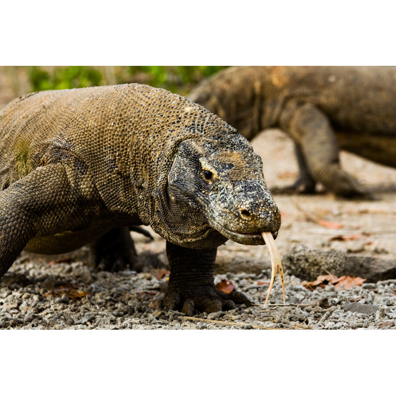 Komodo Dragons by Pius99 - Wrapped Canvas Print, 81cm H x 122cm W