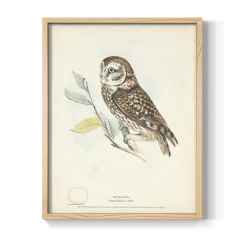 Little Owl Framed Print - Solid Wood, 11" H x 9" W