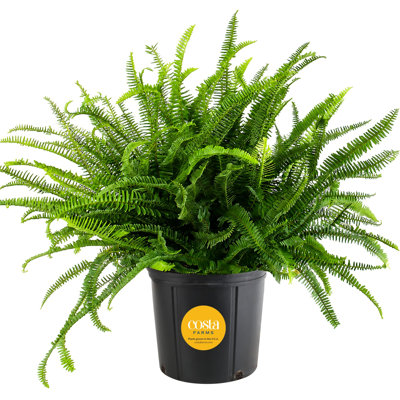 Kimberly Queen Fern in Nursery Pot