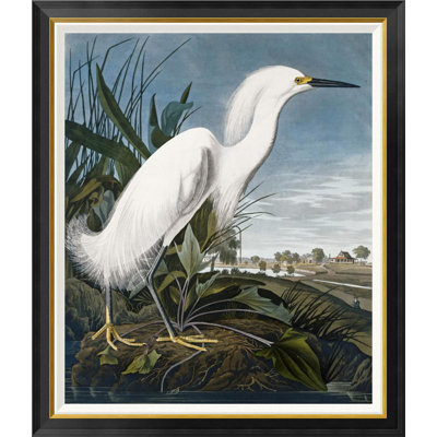 " Snowy Heron " by James Audubon