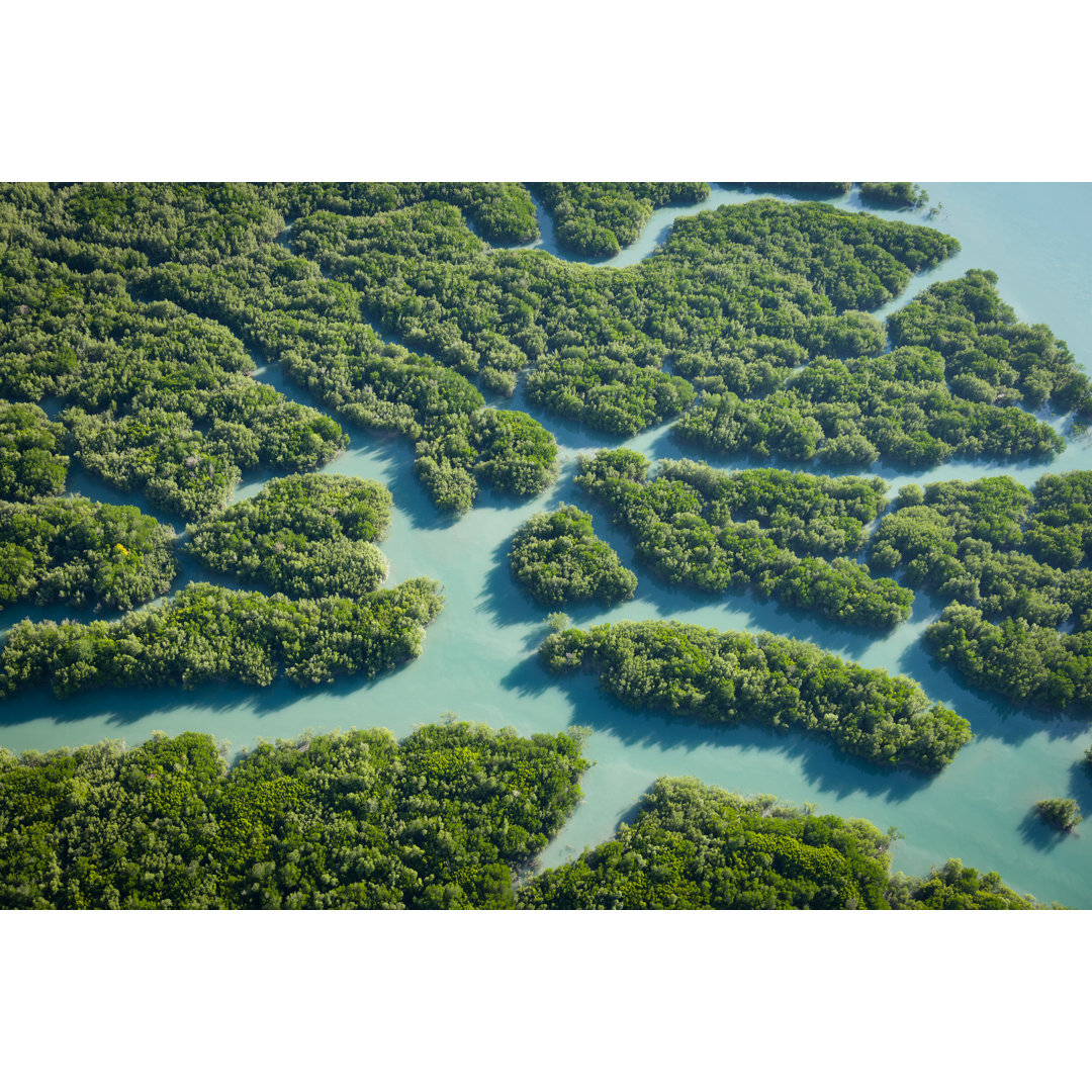 Leinwandbild Mangrovenlebensraum am Prince Frederick Harbour, Hunter River, Porosus Creek