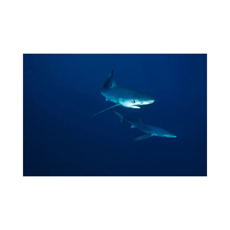 Blue Shark Pair Underwater, California by Flip Nicklin - Wrapped Canvas Gallery-Wrapped Canvas Giclée