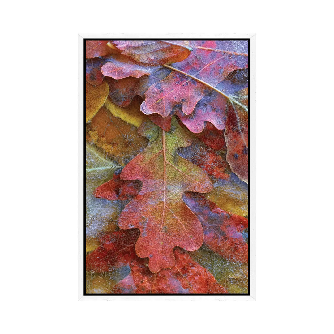 Fallen Autumn Colored Oak Leaves Frozen On The Ground von Tim Fitzharris - Gallery-Wrapped Canvas Giclée on Canvas