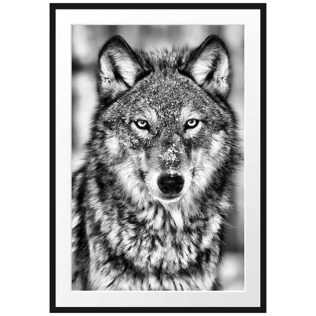 Gerahmtes Poster Wachsamer Wolf