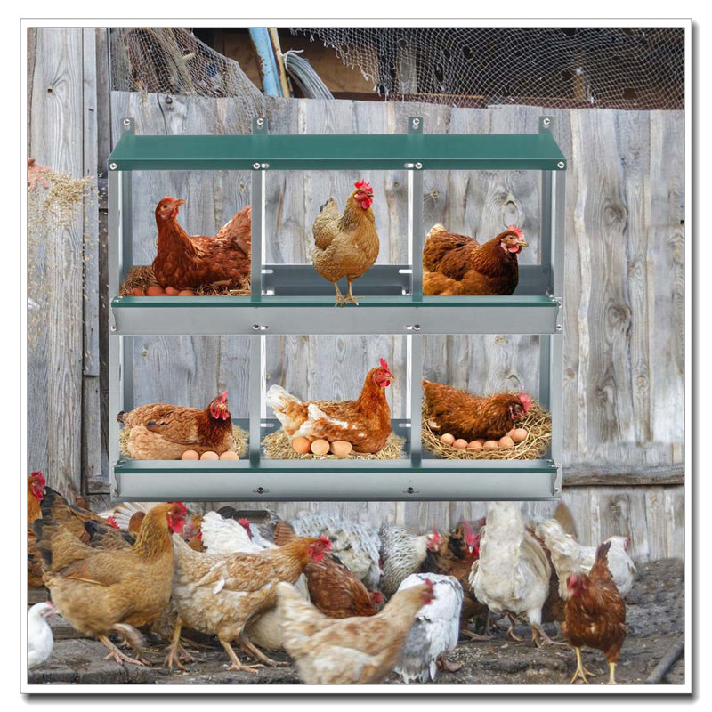 Nichoir pour poulet en acier galvanisé 6 pièces