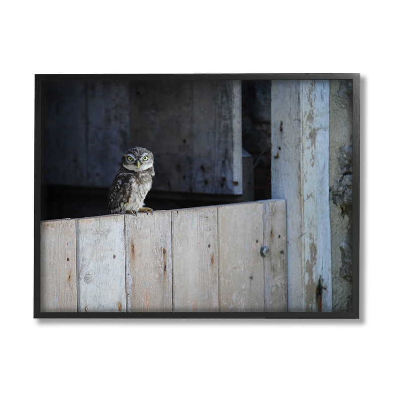 Chouette perchée, grange campagnarde, faune par James Dobson - photographie sur toile flottante, Giclée encadrée noir minuit