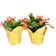 Costa Farms Christmas Cactus Plant In Pot 